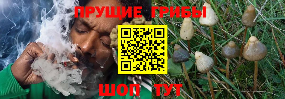 Тосно  Псилоцибиновые грибы Magic Shrooms  купить наркотик  Вход с VPN 